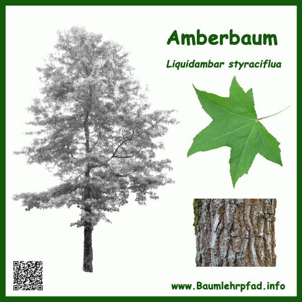 NoEnergy Baumschild Amberbaum