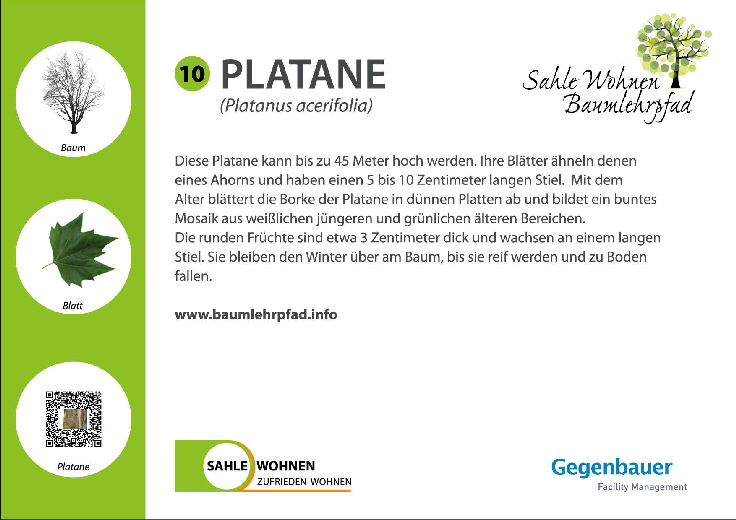 No-Energy Stiftung Baumlehrpfad Platane